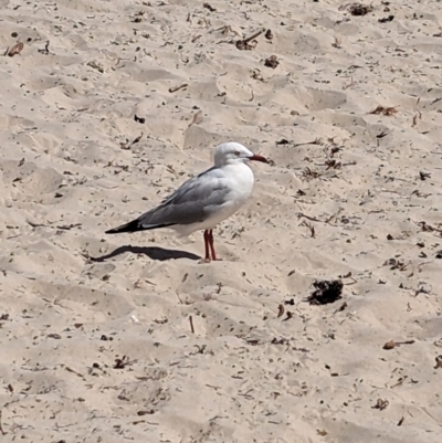 Chroicocephalus novaehollandiae (Silver Gull) at Wallaroo, SA - 1 Jan 2023 by Darcy