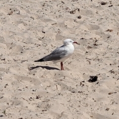 Chroicocephalus novaehollandiae at Wallaroo, SA - 1 Jan 2023