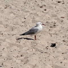 Chroicocephalus novaehollandiae at Wallaroo, SA - 1 Jan 2023 11:14 AM