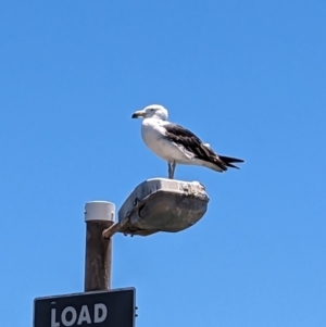 Larus pacificus at Wallaroo, SA - 1 Jan 2023 12:57 PM