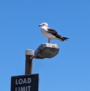 Larus pacificus at Wallaroo, SA - 1 Jan 2023 12:57 PM