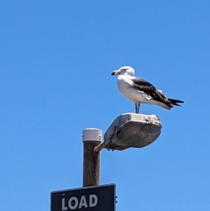 Larus pacificus at Wallaroo, SA - 1 Jan 2023 12:57 PM