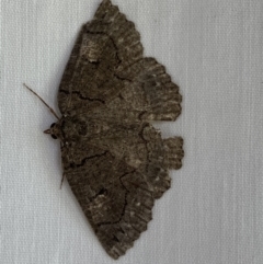 Austroterpna undescribed species (A Geometer moth) at Numeralla, NSW - 2 Jan 2023 by SteveBorkowskis