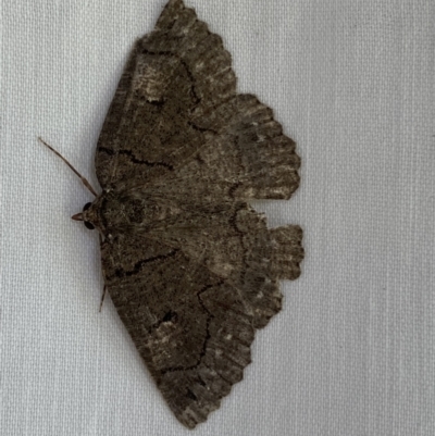 Austroterpna undescribed species (A Geometer moth) at Numeralla, NSW - 1 Jan 2023 by Steve_Bok