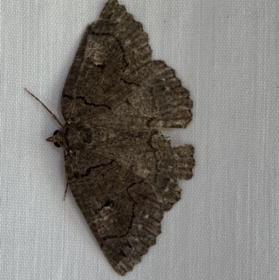 Austroterpna undescribed species (A Geometer moth (Geometrinae)) at Numeralla, NSW - 2 Jan 2023 by SteveBorkowskis