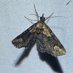 Pasiphilodes testulata at suppressed - 1 Jan 2023