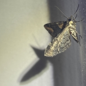 Pasiphilodes testulata at suppressed - 1 Jan 2023