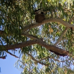 Grallina cyanoleuca (Magpie-lark) at Sevenhill, SA - 1 Jan 2023 by Darcy