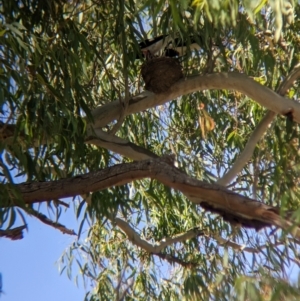 Grallina cyanoleuca at Sevenhill, SA - 1 Jan 2023 03:42 PM