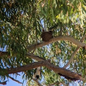 Grallina cyanoleuca at Sevenhill, SA - 1 Jan 2023 03:42 PM