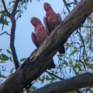 Eolophus roseicapilla at Sevenhill, SA - 1 Jan 2023