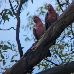 Eolophus roseicapilla at Sevenhill, SA - 1 Jan 2023 04:03 PM