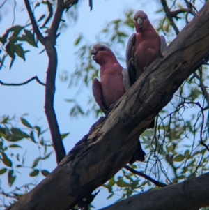 Eolophus roseicapilla at Sevenhill, SA - 1 Jan 2023