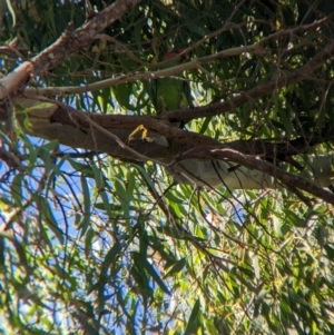 Glossopsitta concinna at Sevenhill, SA - 1 Jan 2023