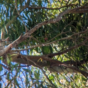 Glossopsitta concinna at Sevenhill, SA - 1 Jan 2023