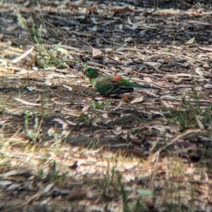 Psephotus haematonotus at Sevenhill, SA - 1 Jan 2023 04:09 PM