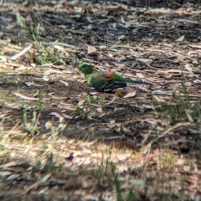 Psephotus haematonotus (Red-rumped Parrot) at Sevenhill, SA - 1 Jan 2023 by Darcy