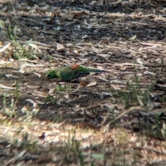 Psephotus haematonotus at Sevenhill, SA - 1 Jan 2023 04:09 PM