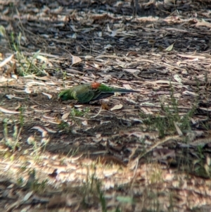 Psephotus haematonotus at Sevenhill, SA - 1 Jan 2023