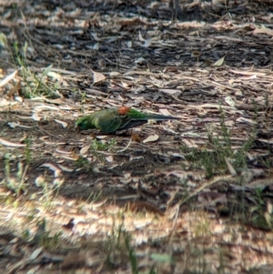 Psephotus haematonotus at Sevenhill, SA - 1 Jan 2023 04:09 PM