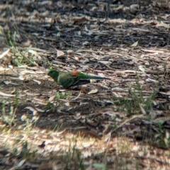 Psephotus haematonotus at Sevenhill, SA - 1 Jan 2023