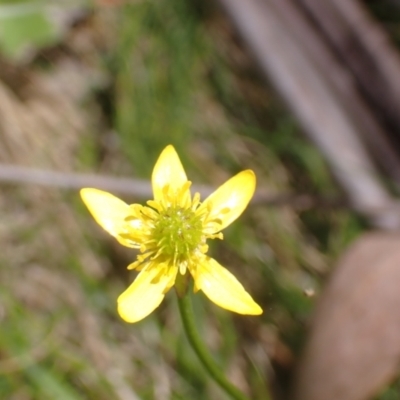 Ranunculus scapiger at Namadgi National Park - 27 Dec 2022 by drakes