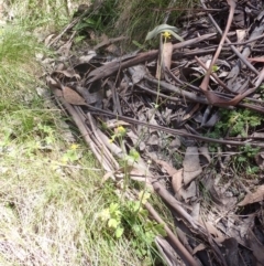 Ranunculus scapiger at Cotter River, ACT - 28 Dec 2022