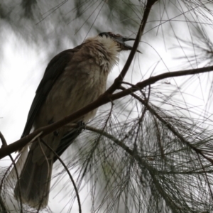 Philemon corniculatus at Greenway, ACT - 2 Jan 2023 05:54 PM