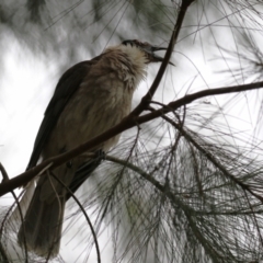 Philemon corniculatus (Noisy Friarbird) at Pine Island to Point Hut - 2 Jan 2023 by RodDeb
