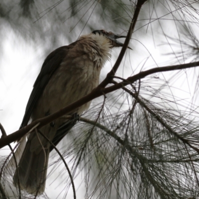 Philemon corniculatus (Noisy Friarbird) at Pine Island to Point Hut - 2 Jan 2023 by RodDeb