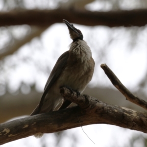 Philemon corniculatus at Greenway, ACT - 2 Jan 2023 05:54 PM