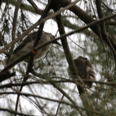 Philemon corniculatus at Greenway, ACT - 2 Jan 2023