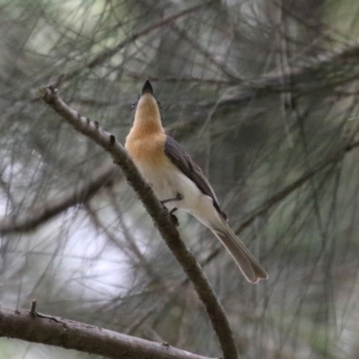 Myiagra rubecula (Leaden Flycatcher) at Greenway, ACT - 2 Jan 2023 by RodDeb