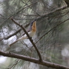 Myiagra rubecula at Greenway, ACT - 2 Jan 2023 05:48 PM