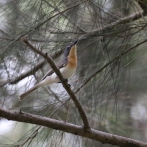 Myiagra rubecula at Greenway, ACT - 2 Jan 2023 05:48 PM