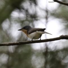 Myiagra rubecula at Greenway, ACT - 2 Jan 2023