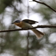 Myiagra rubecula at Greenway, ACT - 2 Jan 2023