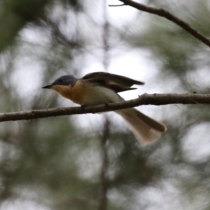 Myiagra rubecula at Greenway, ACT - 2 Jan 2023 05:48 PM