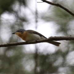 Myiagra rubecula at Greenway, ACT - 2 Jan 2023 05:48 PM