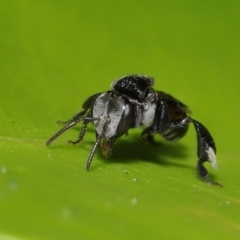 Tetragonula carbonaria at Wellington Point, QLD - 24 Nov 2022 by TimL