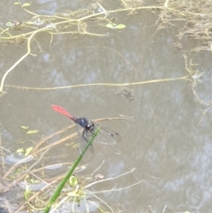 Nannophya dalei at Conder, ACT - suppressed