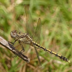 Orthetrum caledonicum (Blue Skimmer) at Wingecarribee Local Government Area - 2 Jan 2023 by Curiosity