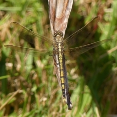 Orthetrum caledonicum at Braemar, NSW - 2 Jan 2023