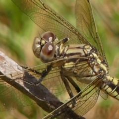 Orthetrum caledonicum at Braemar, NSW - 2 Jan 2023 11:12 AM