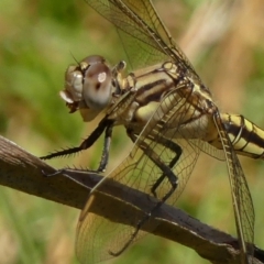 Orthetrum caledonicum at Braemar, NSW - 2 Jan 2023 11:12 AM