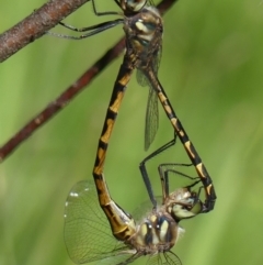 Hemicordulia australiae (Australian Emerald) at Wingecarribee Local Government Area - 30 Dec 2021 by Curiosity