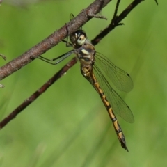 Hemicordulia australiae at Braemar, NSW - 31 Dec 2021