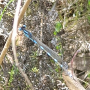 Austrolestes leda at Conder, ACT - 2 Jan 2023