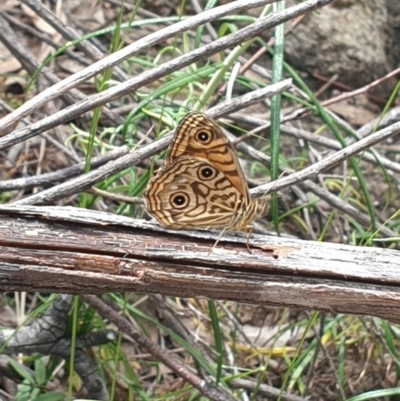 Geitoneura acantha (Ringed Xenica) at Rob Roy Range - 2 Jan 2023 by gregbaines