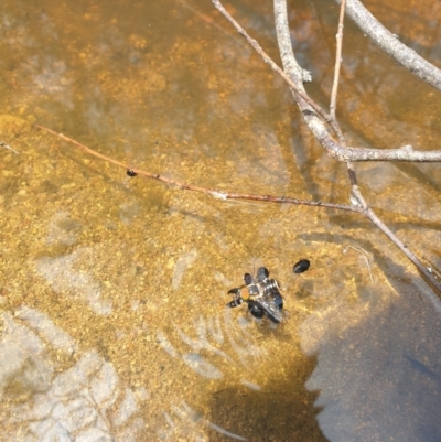 Scaptia sp. (genus) (March fly) at Rob Roy Range - 2 Jan 2023 by gregbaines